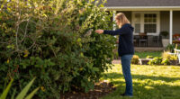 This Is The Best Type Of Hedging To Feed Wildlife, Create Shade And Reduce Pollution In Your Garden – And Experts Say It Thrives In UK Soils
